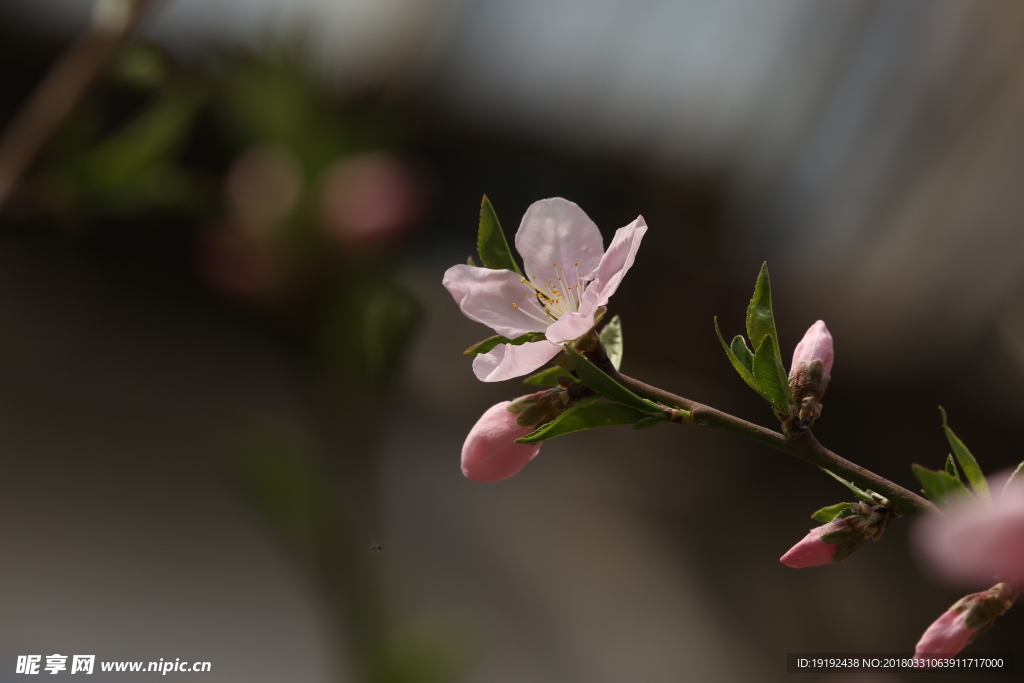 桃花