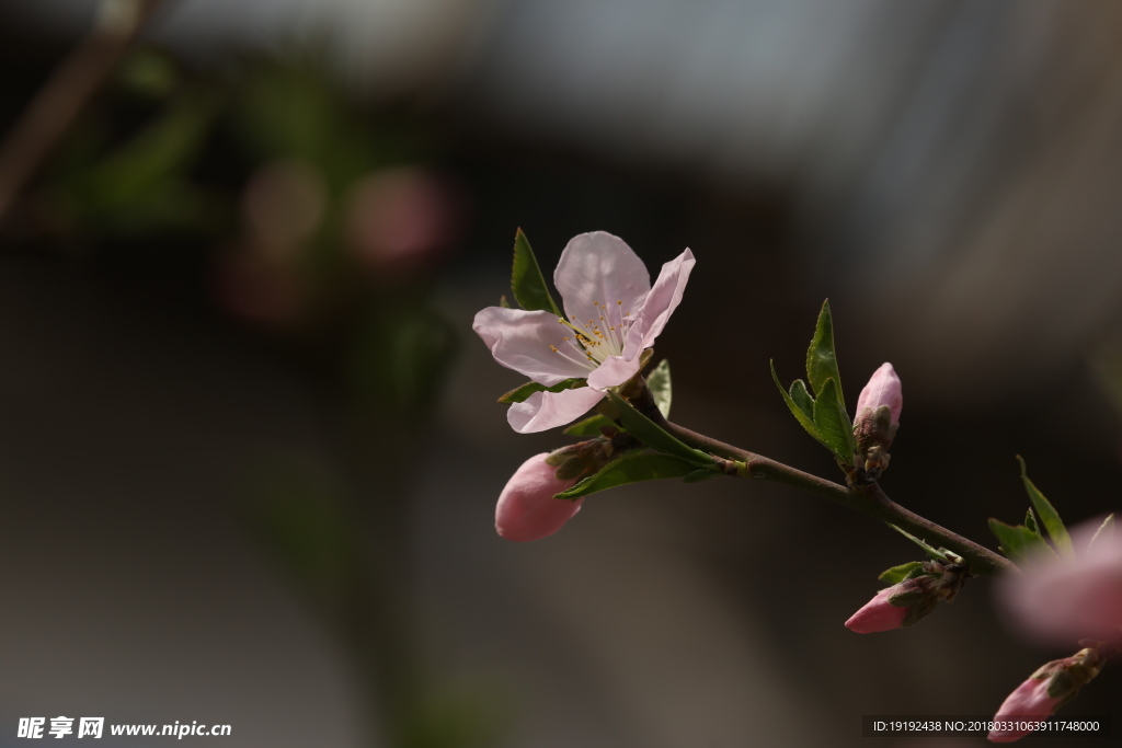 桃花