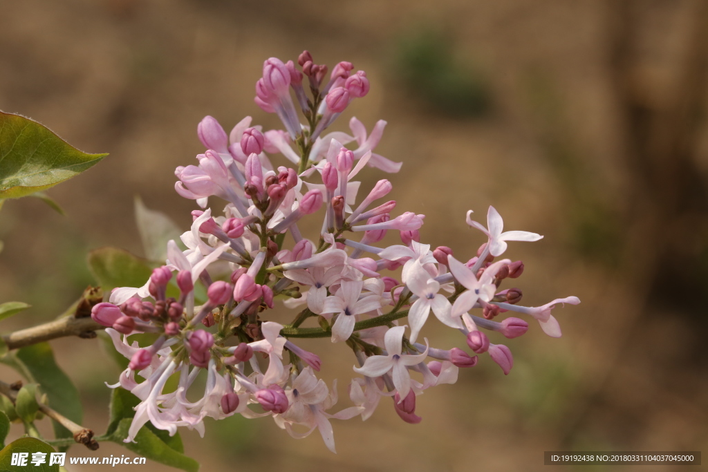 丁香花