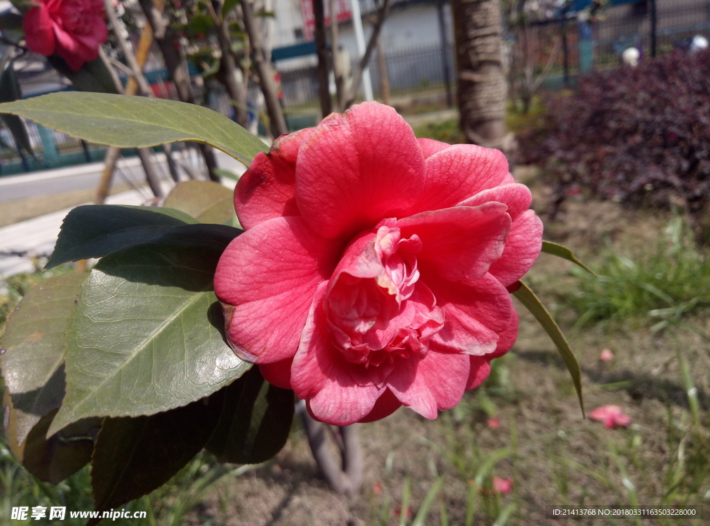 茶花 花 花朵 花卉 植物