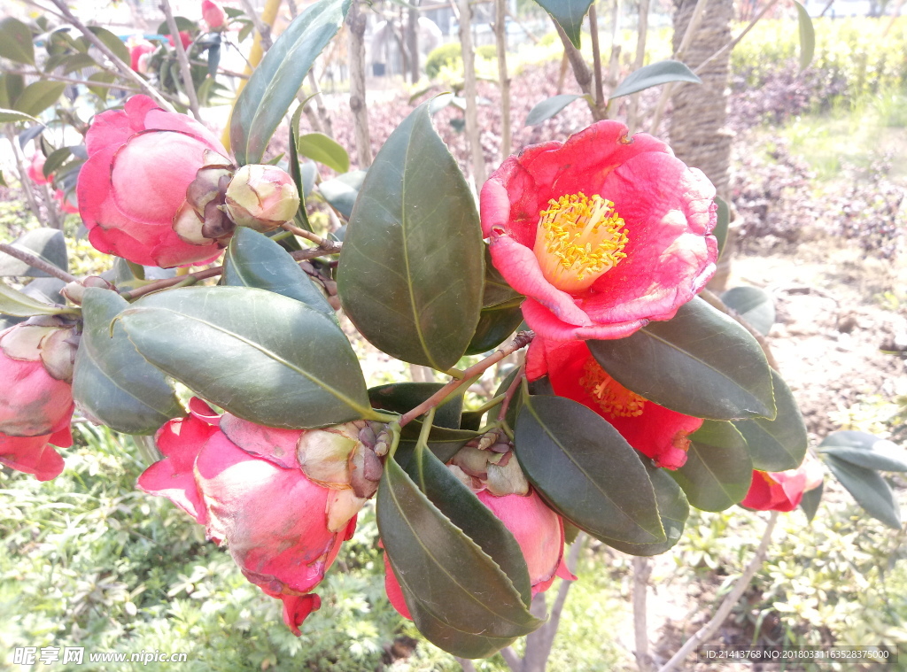 茶花 花 花朵 花卉 植物