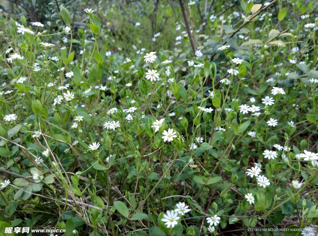 满天星 花 花朵 花卉 植物