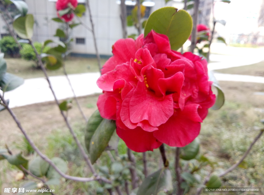 茶花 花 花朵 花卉 植物