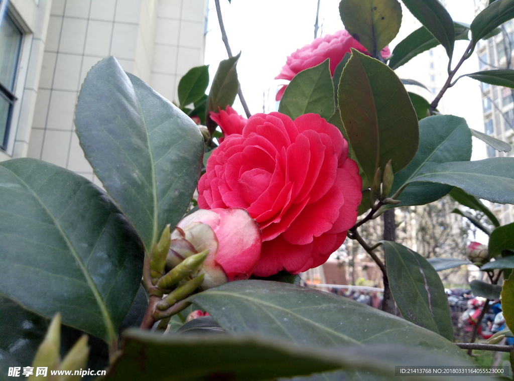 茶花 花 花朵 花卉 植物