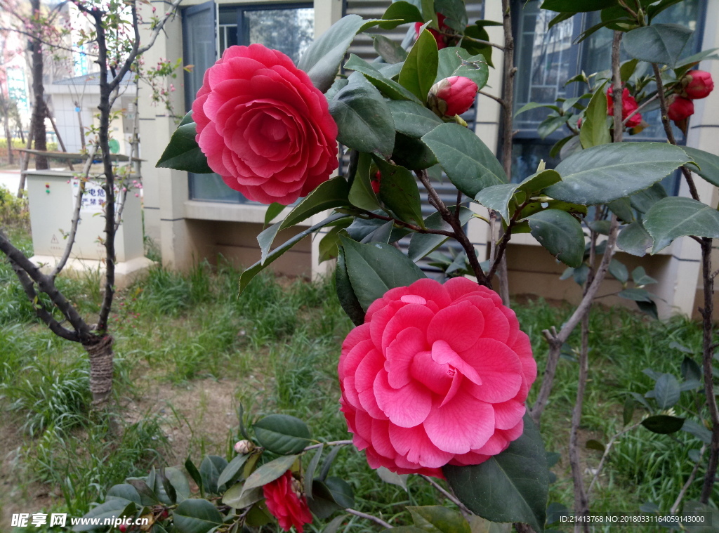 茶花 花 花朵 花卉 植物