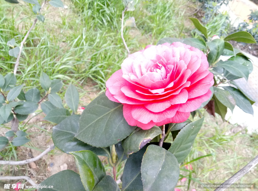 茶花 花 花朵 花卉 植物