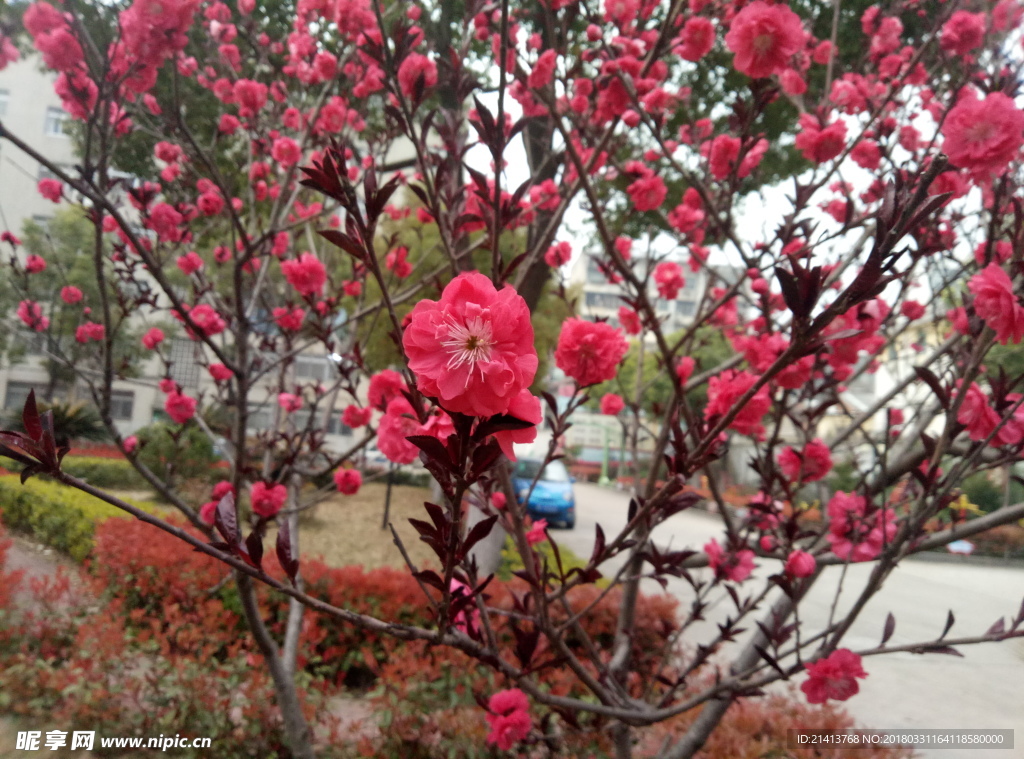 桃花 花 花朵 花卉 桃花林