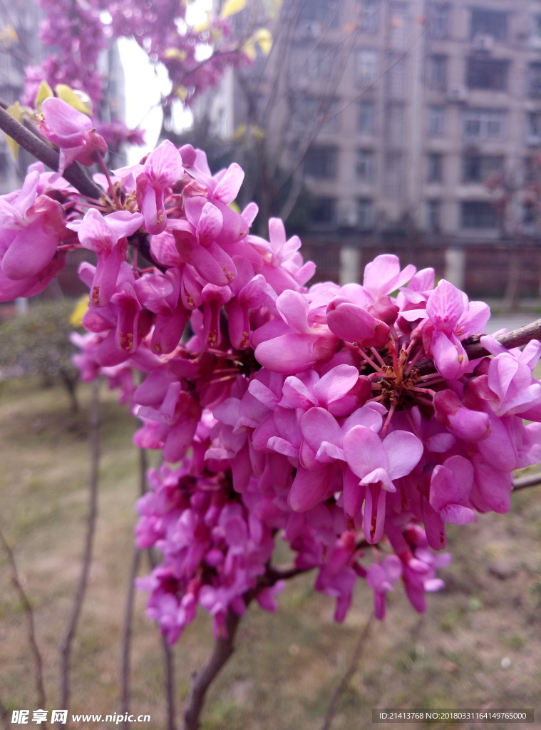红花 花 花朵 花卉 植物
