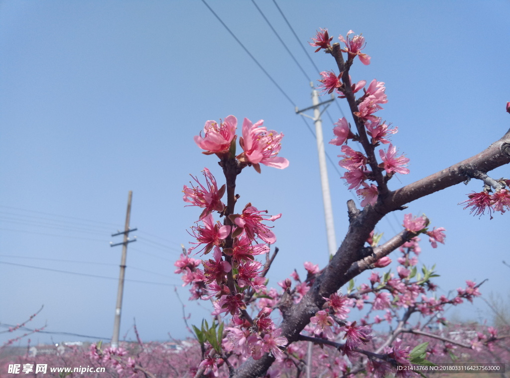 桃花 花 花朵 花卉 桃花林