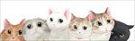 可爱猫咪床头画