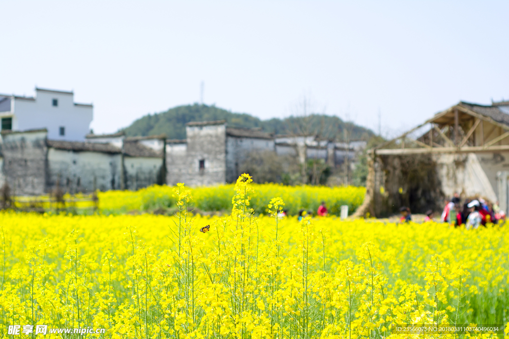 田园油菜花风景摄影
