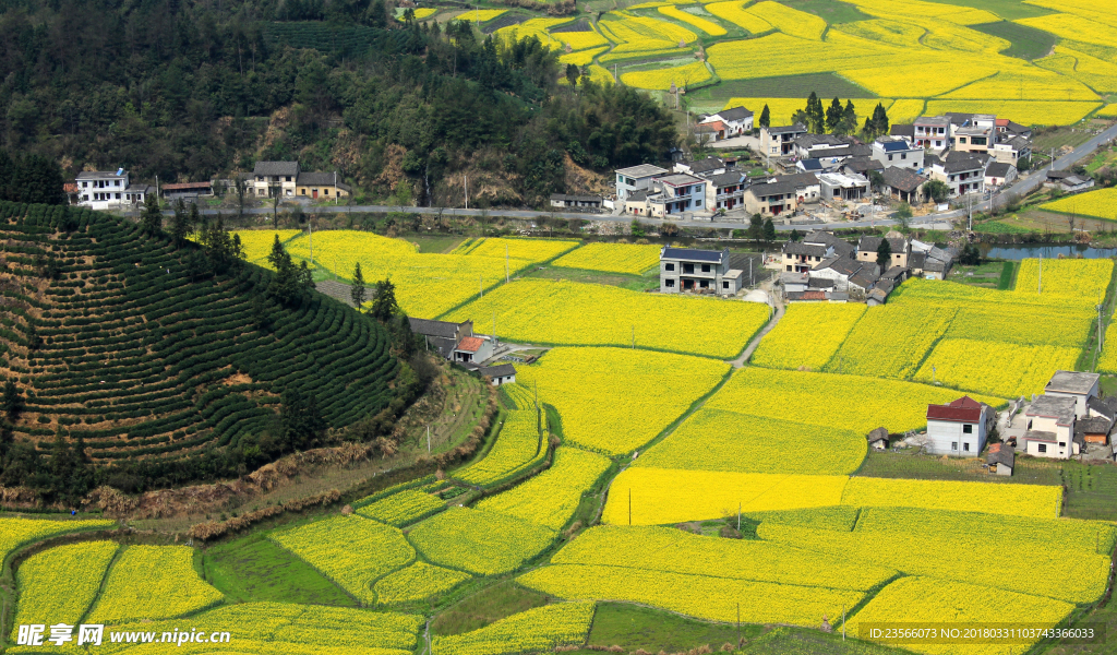 田园油菜花风景摄影