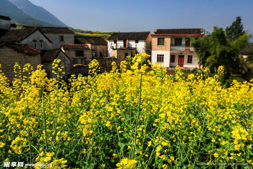 田园油菜花风景摄影