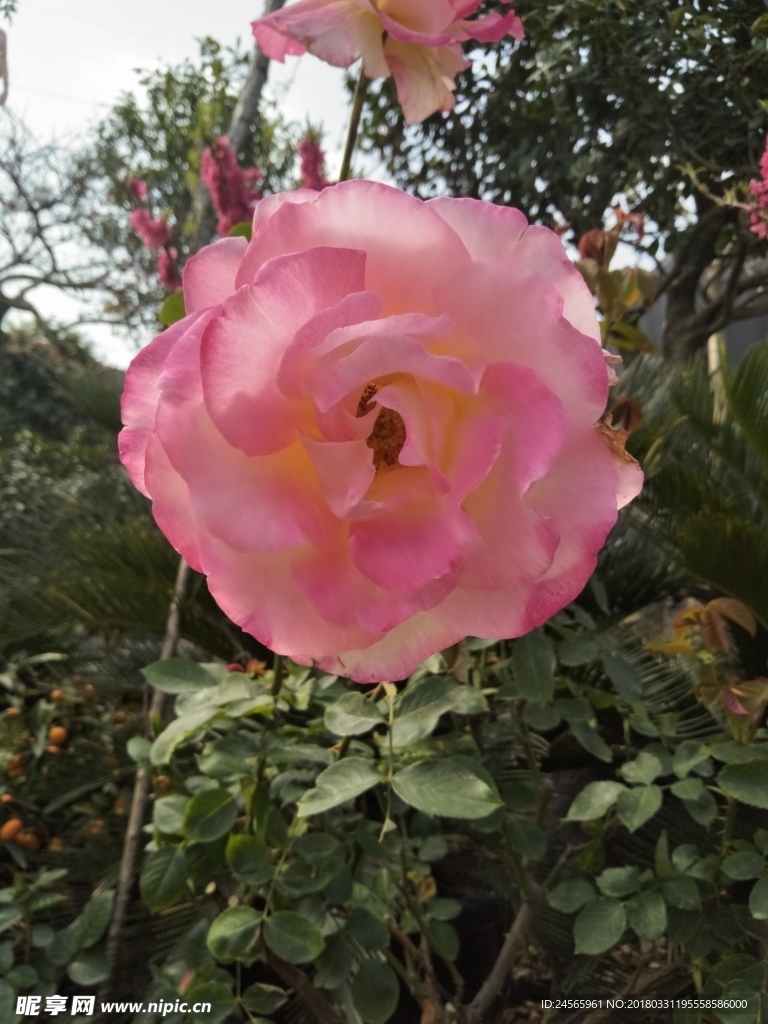 月季花  花  花朵  花苞