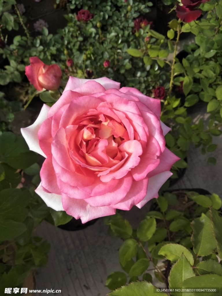 月季花