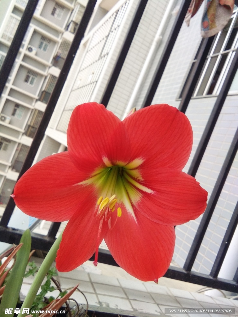 红百合