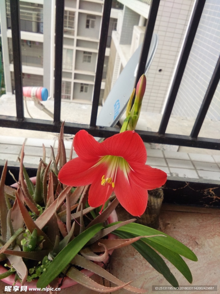 红百合