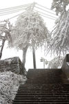 雪松 雪景 大雪 暴雪 自然景