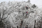 雪松 雪景 大雪 暴雪 自然景