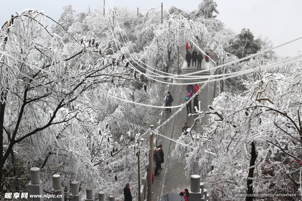 雪松 雪景 大雪 暴雪 自然景