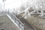 雪松 雪景 大雪 暴雪 摄影