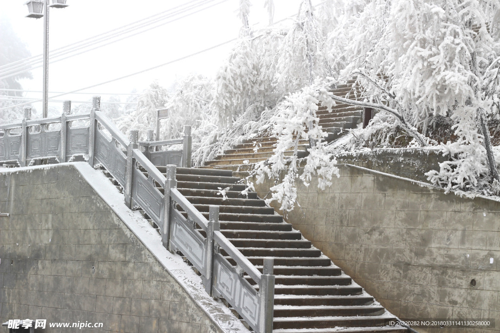 雪松 雪景 大雪 暴雪 摄影