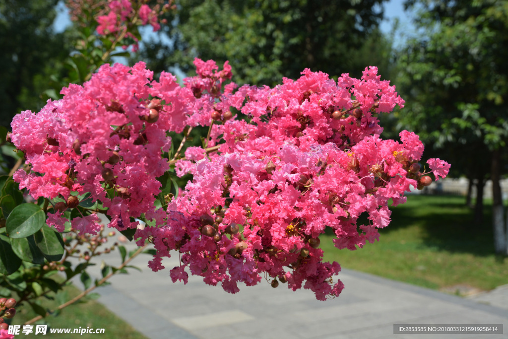 芙蓉花
