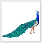 手绘插画