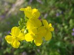 油菜花