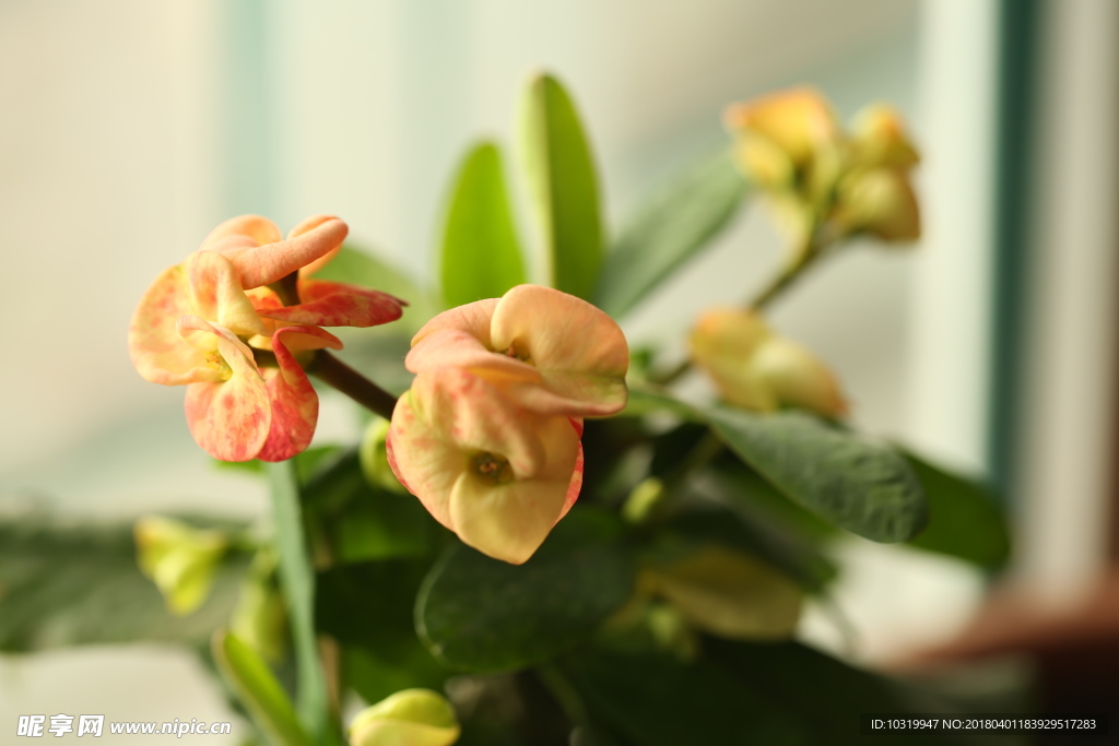 小花