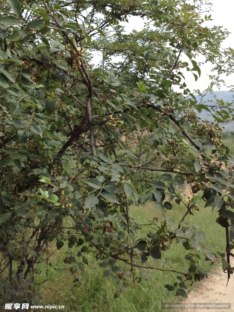 花椒树