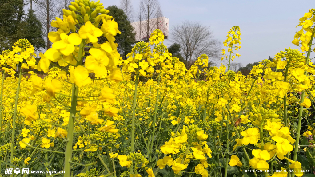 油菜花