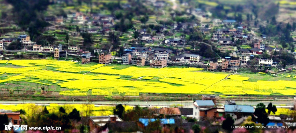 菜花村