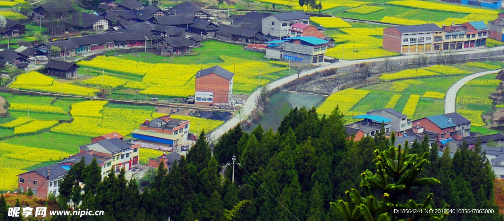 菜花的村