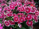 石竹花