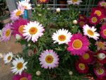 小菊花