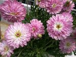 小菊花