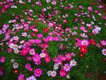 格桑花