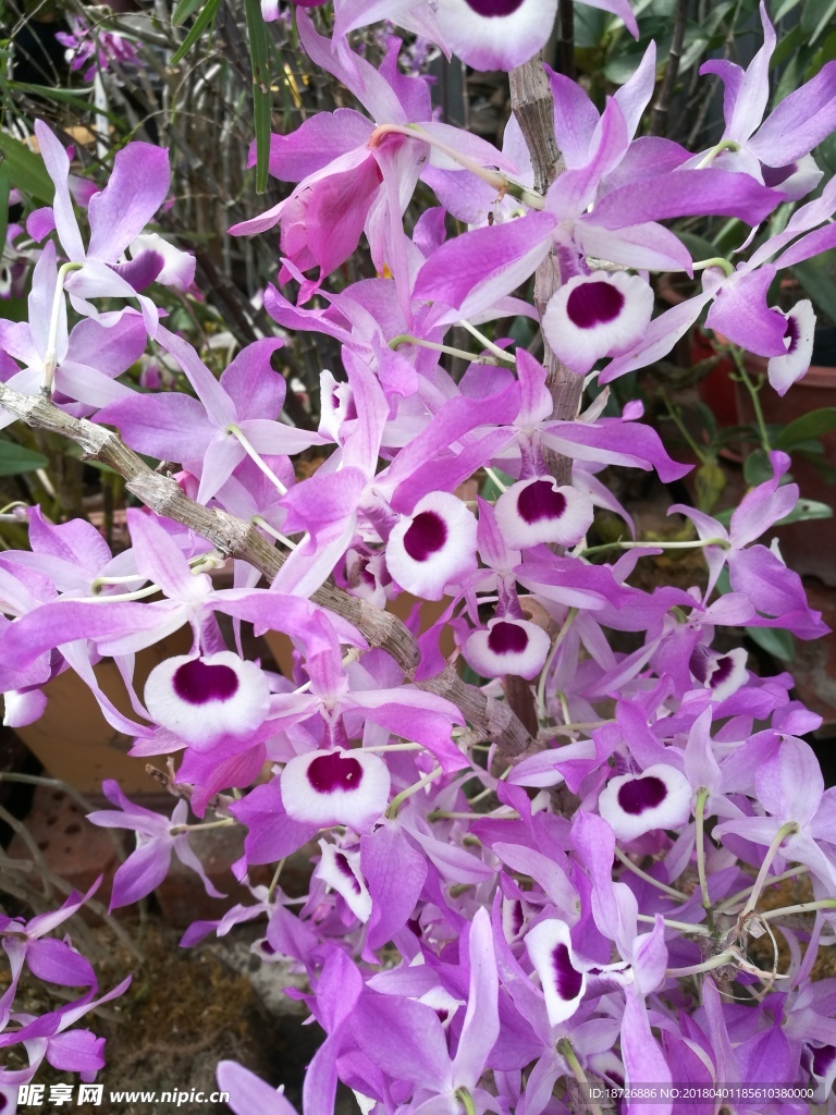 兰花