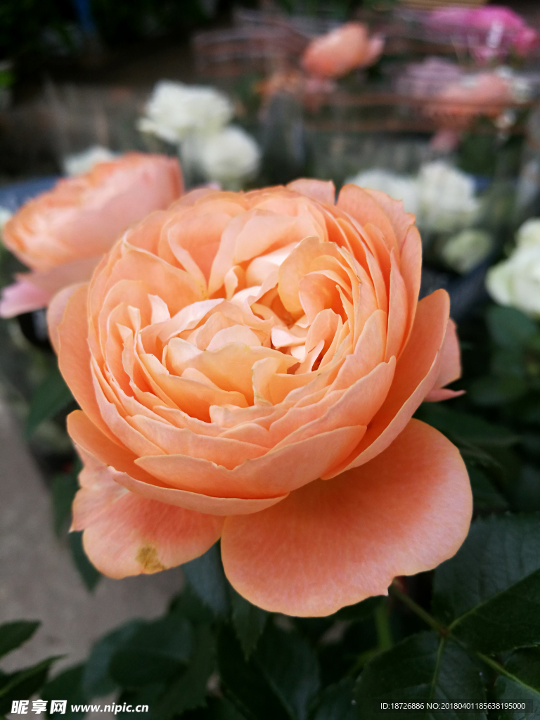 玫瑰花