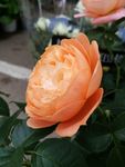 玫瑰花