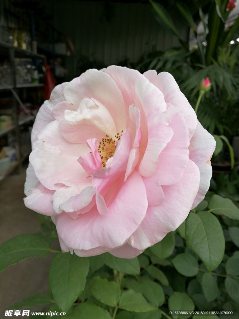 玫瑰花
