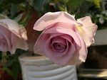 玫瑰花