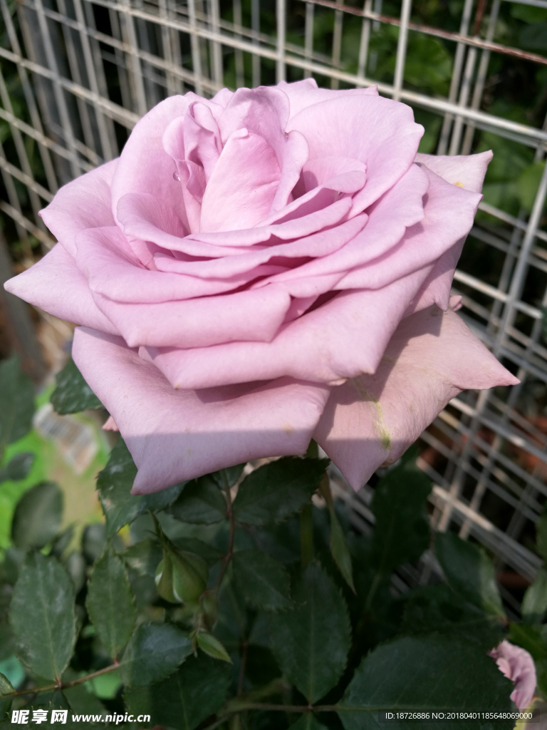 玫瑰花