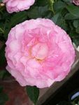 玫瑰花