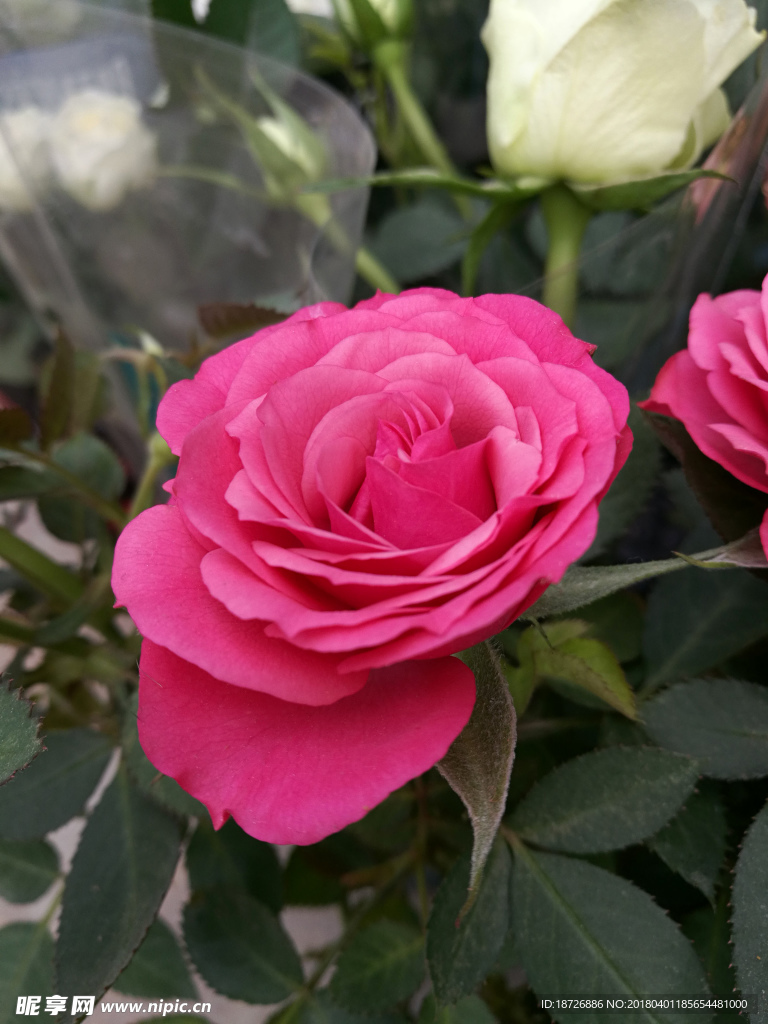 玫瑰花
