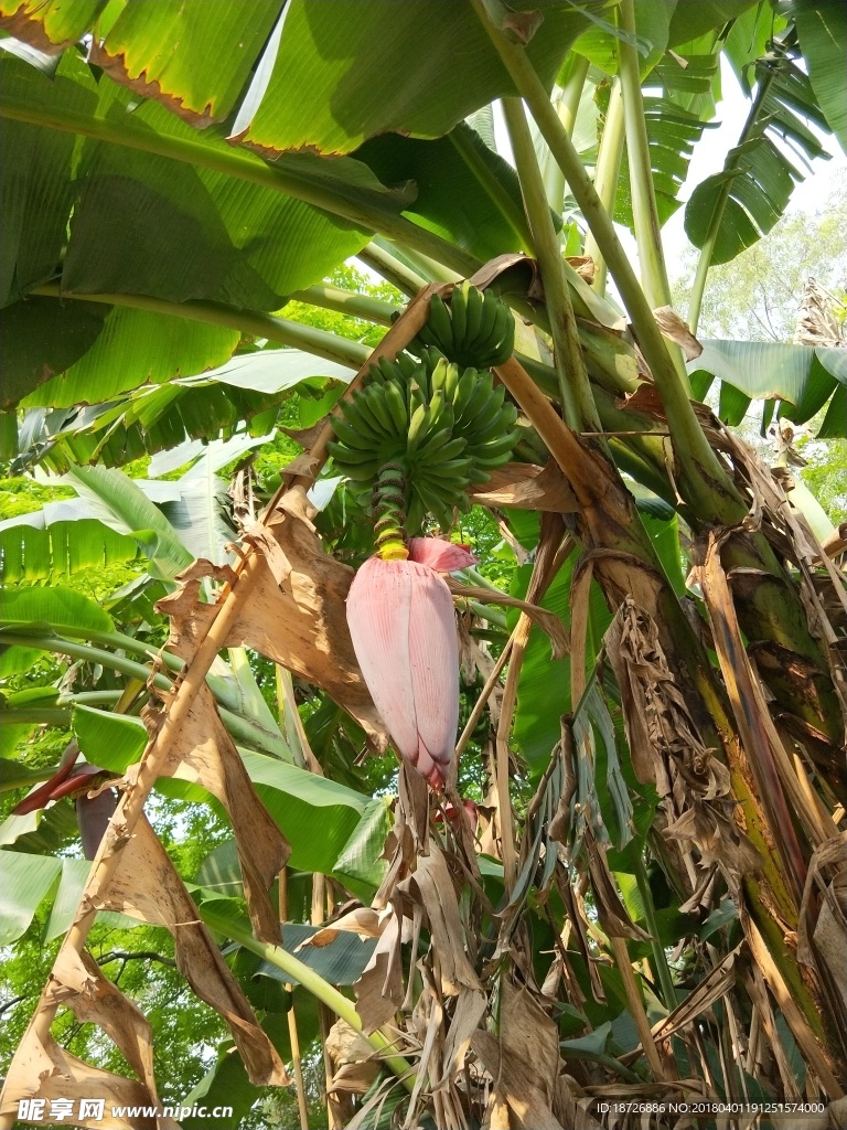 芭蕉树
