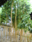 罗汉竹