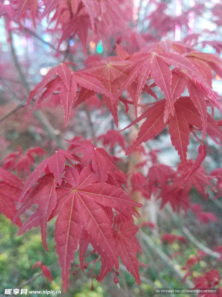 枫叶