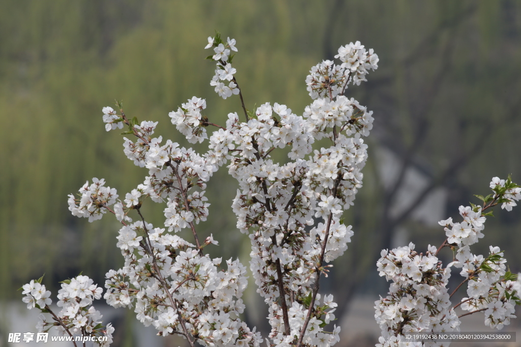 樱花
